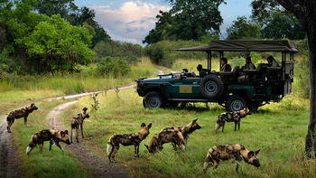 Mbamba Camp: Wildhunde