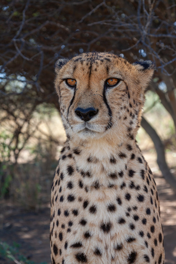 Naankuse Lodge: Junger Gepard