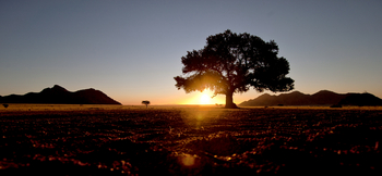 Namtib Desert Lodge: Einziger Baum weit und breit
