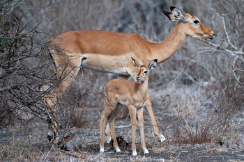 Ol Donyo Lodge: Impala mit Kalb