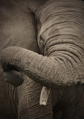 Ol Pejeta Bush Camp: Rüssel