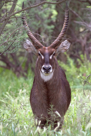Old Traders Lodge: Wasserbock