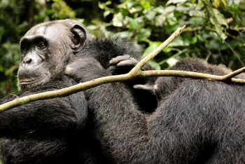 Papaya Lake Lodge: Grooming