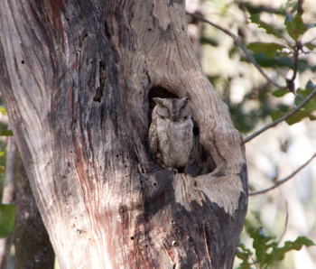 Pench Jungle Camp: Scops Owl