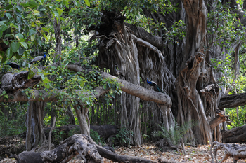 Ranthambore National Park: Pfauen
