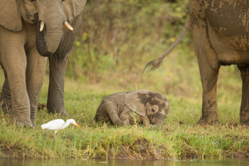 Royal Zambezi Lodge: Kleiner Elefant