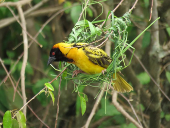 Saruni Samburu: Webervogel