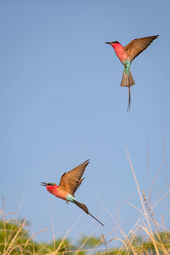 Shenton Safaris: Carmine Bee-Eater Hide