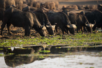 Shenton Safaris Shenton Safaris: Wild Dog Lagoon Hide