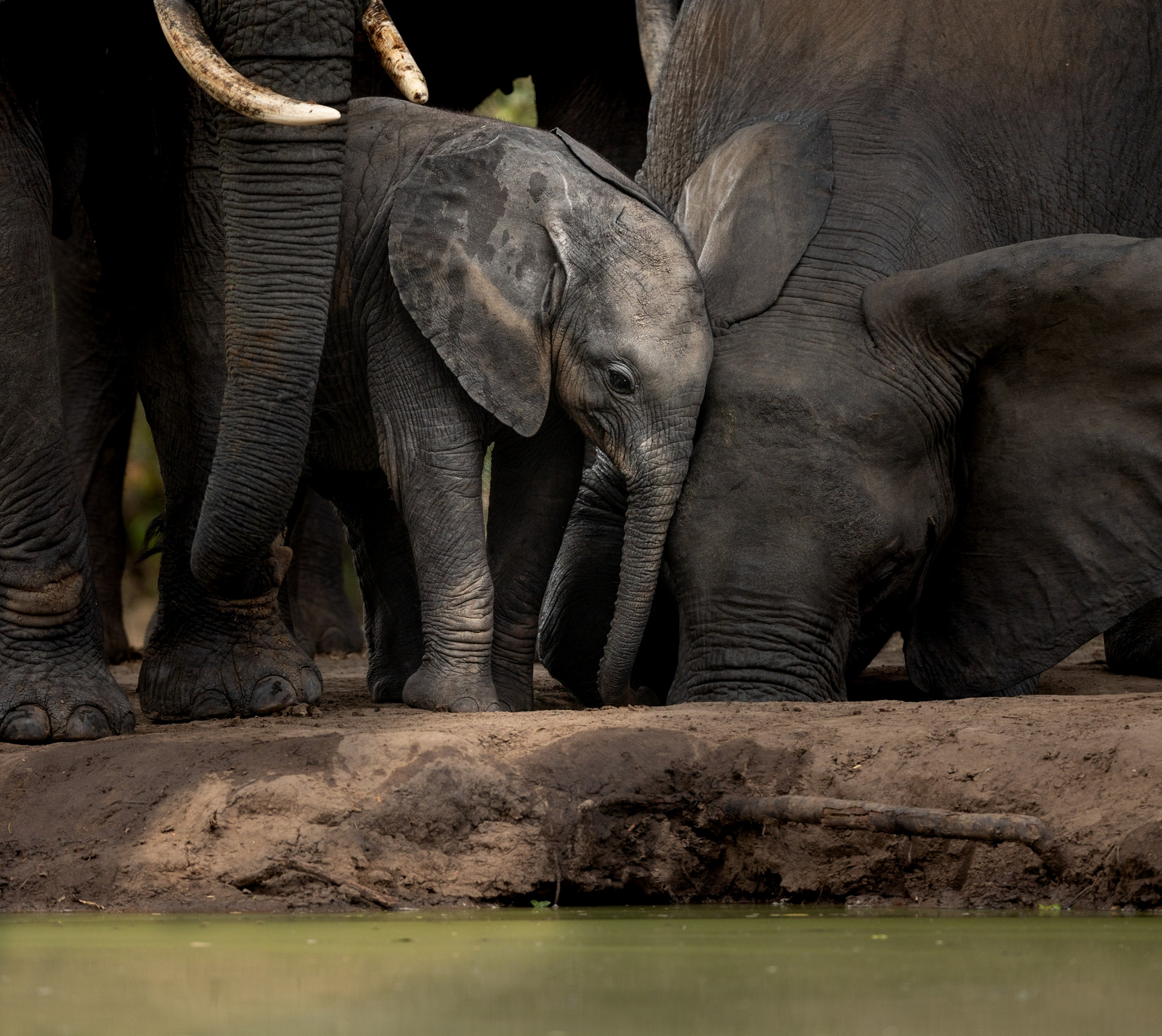 Sungani Lodge Sungani Lodge: Baby-Elefant