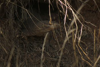 Tathastu Resort Pench: Monito Lizard