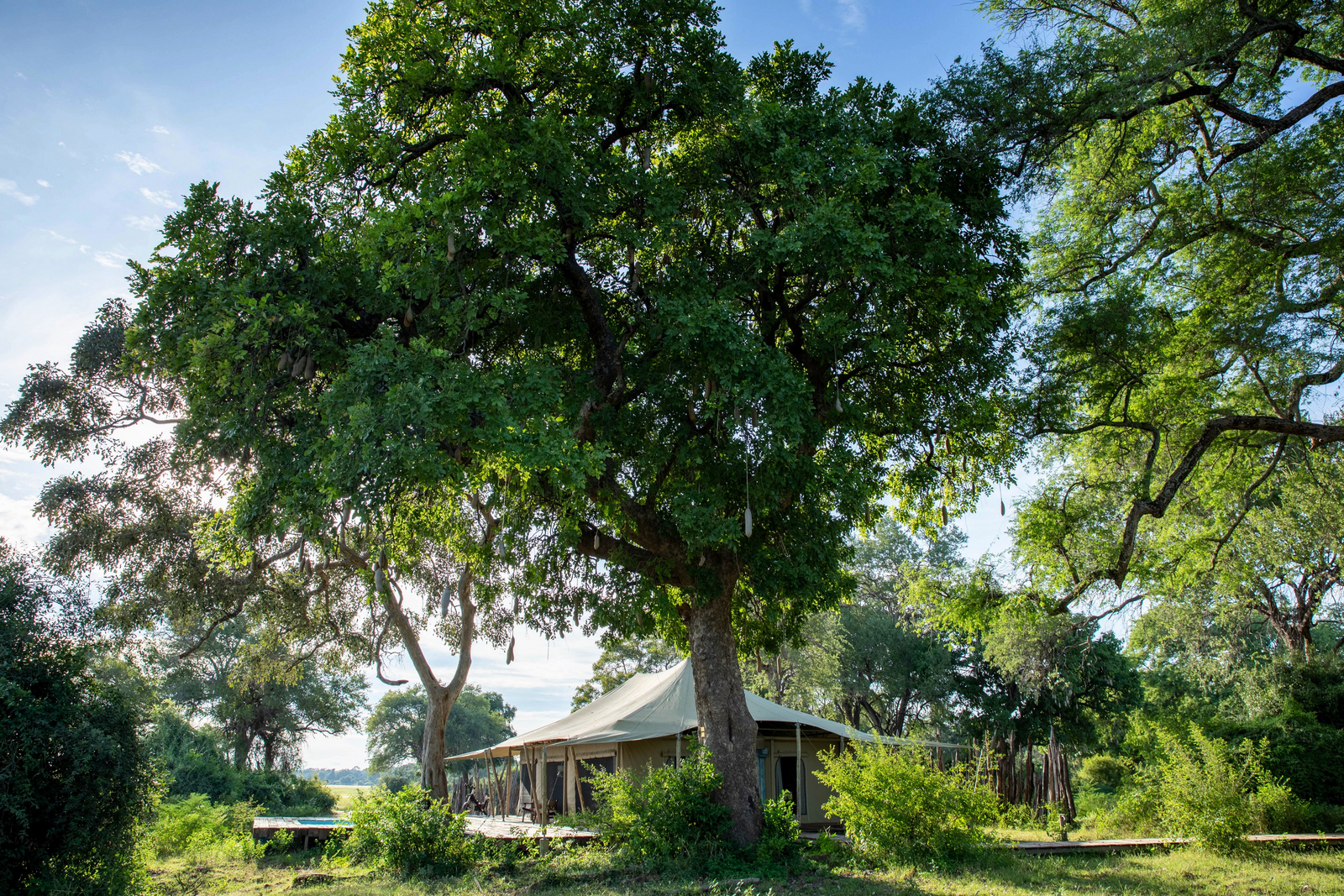 Tembo Plains Camp Tembo Plains Camp: Zelt unter Bäumen