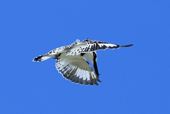 The Manta Resort: Pied Kingfisher