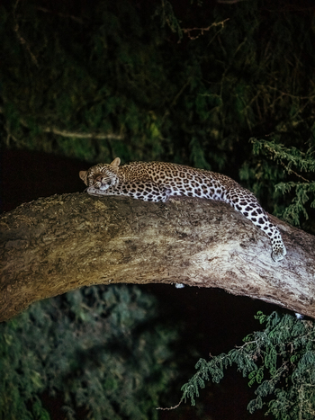 Anabezi Luxury Tented Camp: Leopard beim Night Drive