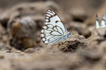 Anantara Tented Camp Kafue River: Schmetterling auf sonnengewärmter Erde am Mittag