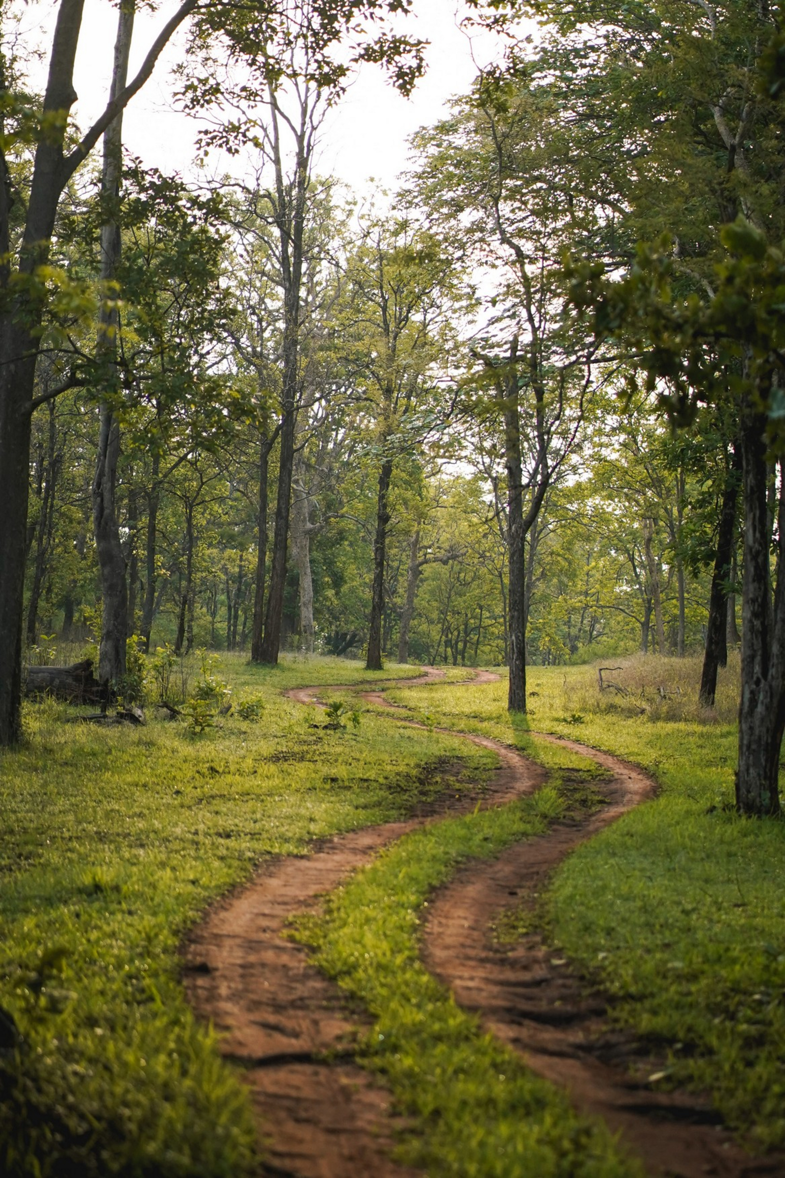 Bandhav Vilas Bandhav Vilas: Piste im Park