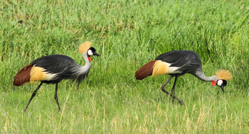 Bomani Tented Lodge Bomani Tented Lodge: Kronenkraniche
