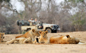 Old Mondoro Camp: Löwenrudel