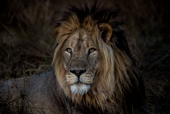 Chisa Busanga Camp Chisa Busanga Camp: Löwe