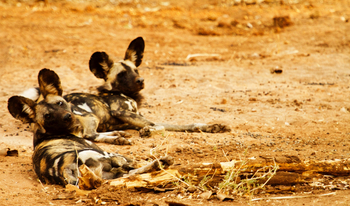 Tusk and Mane Safaris Tusk and Mane Safaris: Wildhunde