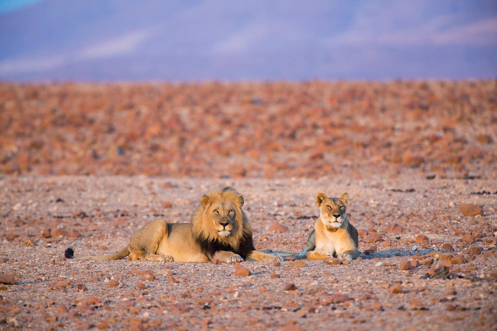 Desert Rhino Camp: Löwen