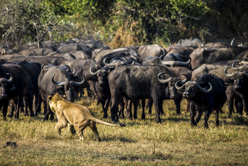 Duba Plains Camp: Löwenangriff