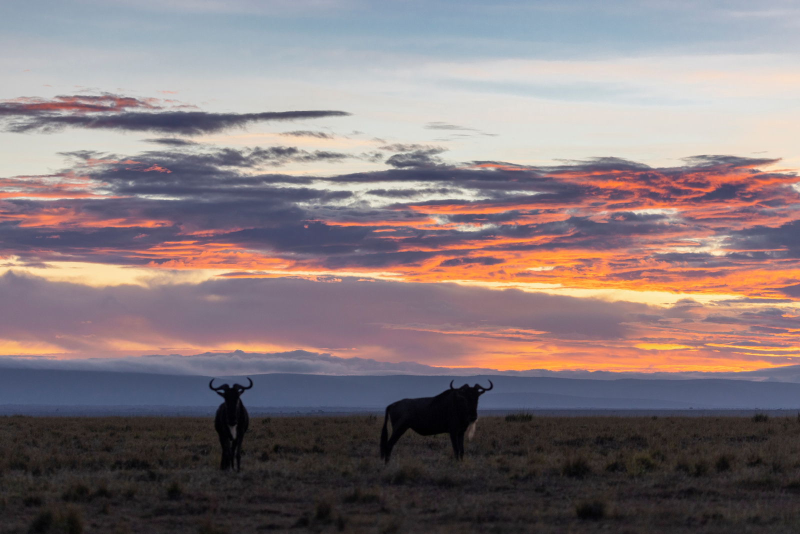 Elewana Elephant Pepper Camp Elewana Elephant Pepper Camp: Gnus