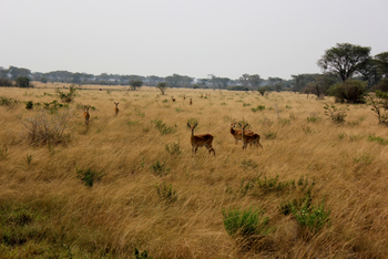 Enjojo Lodge: Impalas