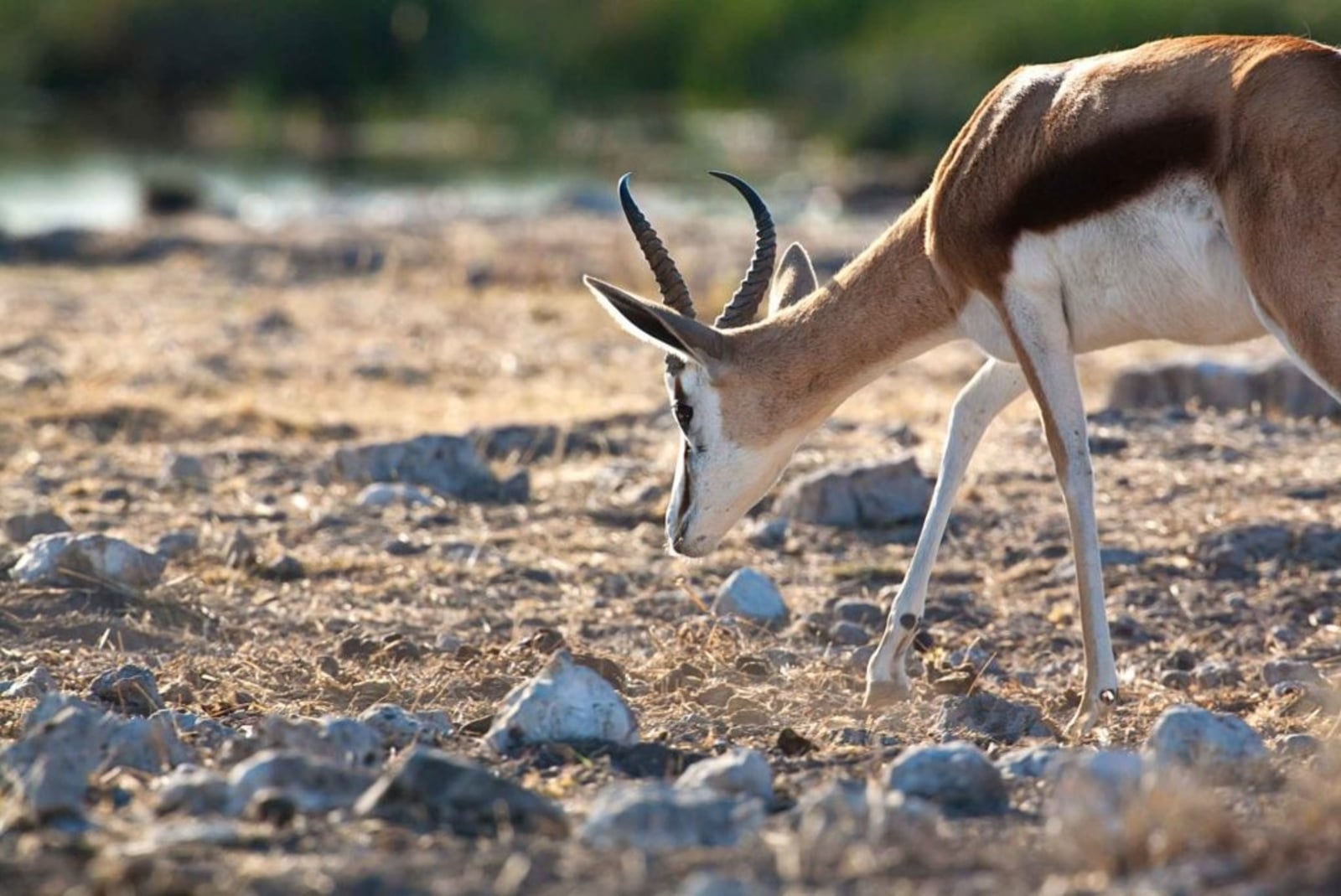 Halali Camp Halali Camp: Springbock