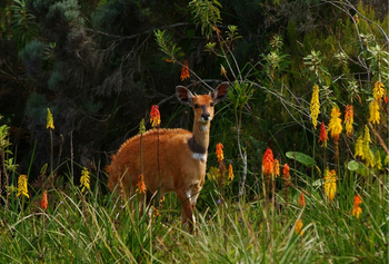 Hatari Lodge: Buschbock