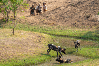 John's Camp John's Camp: Wildhunde
