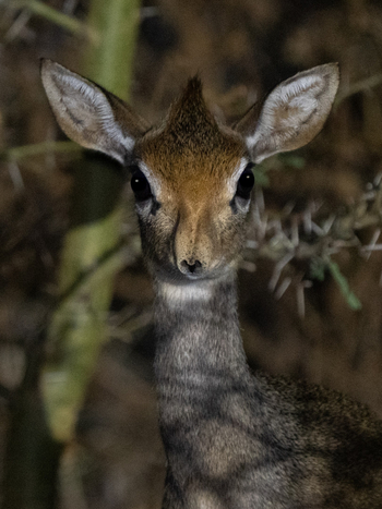 Kisima Ngeda Camp: Dik Dik