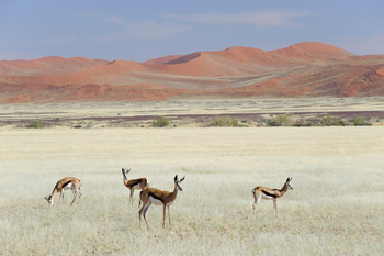 Kulala Desert Lodge: Springböcke