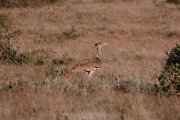 Kwandwe Private Game Reserve: Riesentrappe