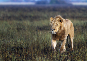 Kwetsani Camp: Junger Löwe