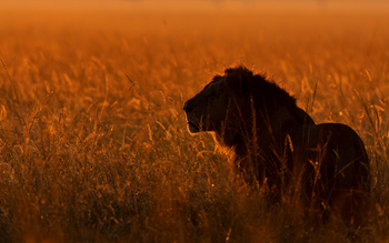 Little Governors' Camp: Sonnenaufgang bei Kiok
