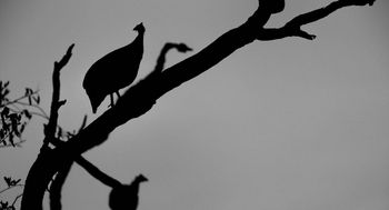 Luambe Camp: Helmperlhühner