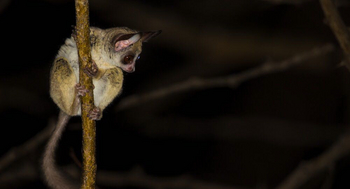 Luambe Camp: Moholi-Galago