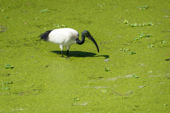 Luangwa River Camp: .