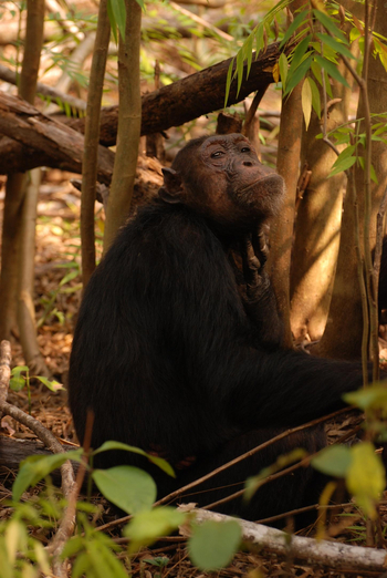 Mbali Mbali Gombe Lodge: Schimpanse