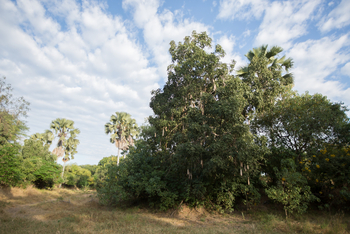 Mvuu Lodge: Walking Safari