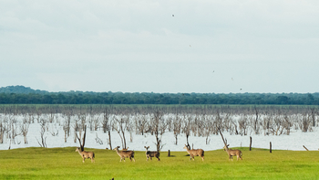 Nanzhila Lake Camp Nanzhila Lake Camp: Kudus am Lake Itezhi-Tezhi