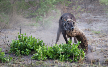 Nanzhila Plains Camp: Leopard Kill