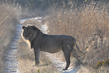 Nanzhila Plains Camp: Löwe auf der Piste