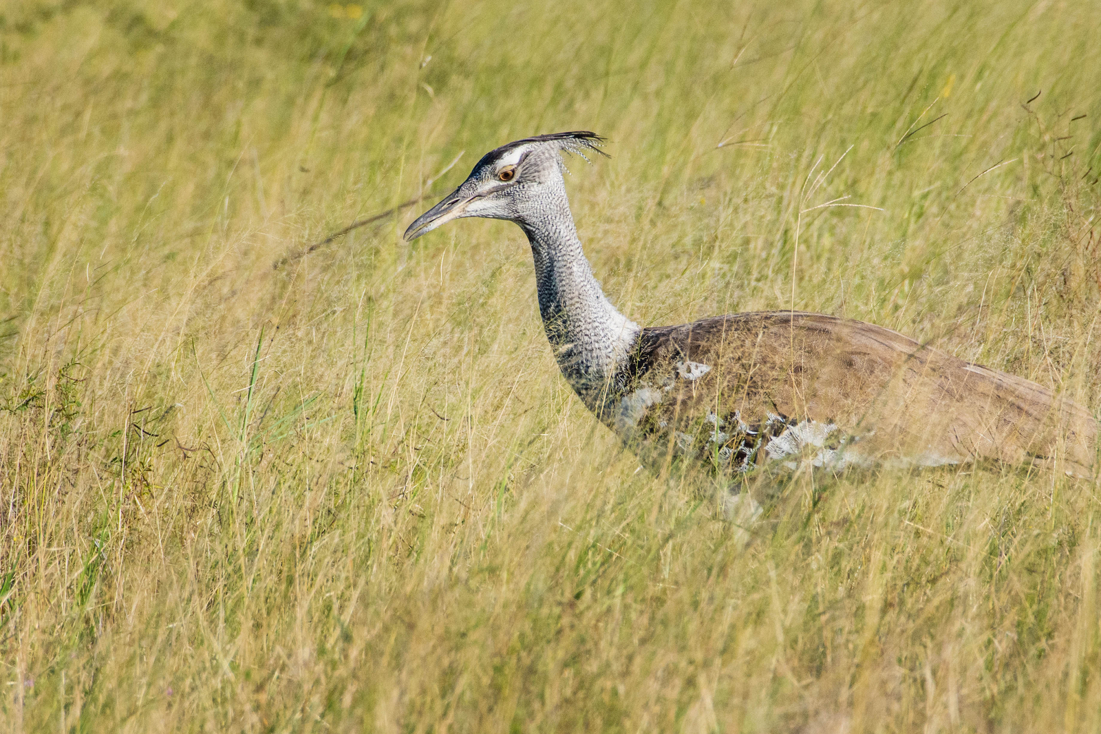 Nata Lodge Nata Lodge