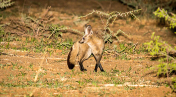 Okonjima Plains Camp: Löffelhund
