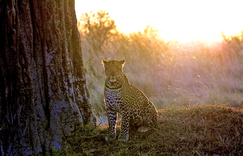 Ol Pejeta Bush Camp: Leopard