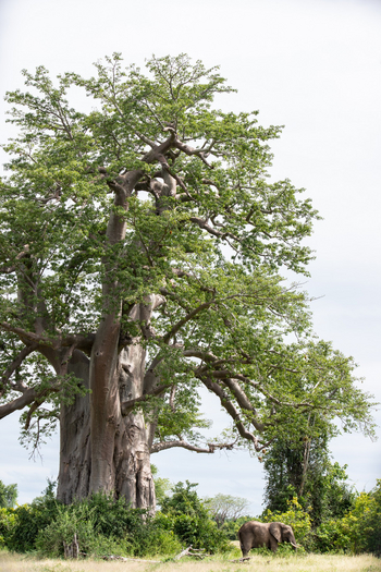 Painted Dogs Lagoon Camp: Baobab