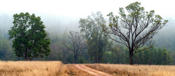 Pashan Garh: Piste durch den Park
