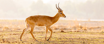 Puku Ridge Camp: Puku